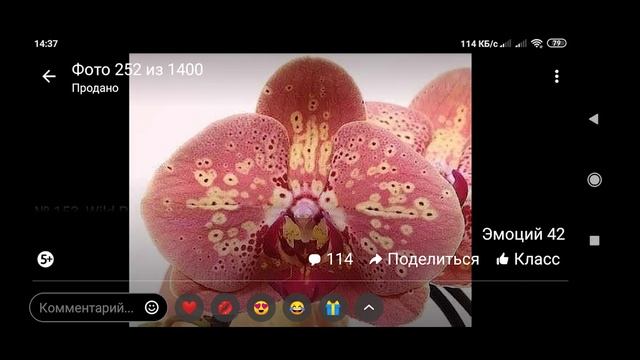 Цветение азиатских фаленопсисов: Смарт, Дикий персик, Санта Клаус, Мона Лиза. смотреть онлайн