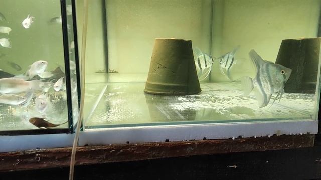 Алые и суматранские на нерест, подготовка неона и заполнил два аквариума. смотреть онлайн