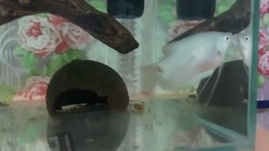 Появилась личинка гурами.