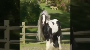 Лошадь породы Тинкер из Ирландии