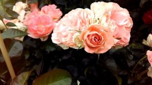 РОЗА ДЖЕТ СЭТ ФЛОРИБУНДА. ОБЗОР -  РЕЛАКС. ЛЮБИМИЦА НАШЕГО САДА