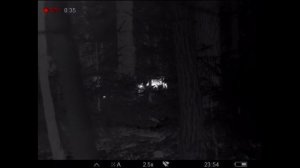 Hog observing, 40m in the wood