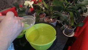 Уход за орхидеями. Полив и подкормка
