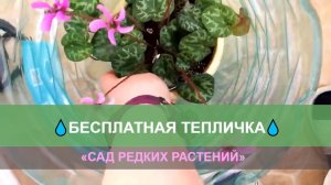 Тепличка для комнатных растений -  бесплатно и удобно