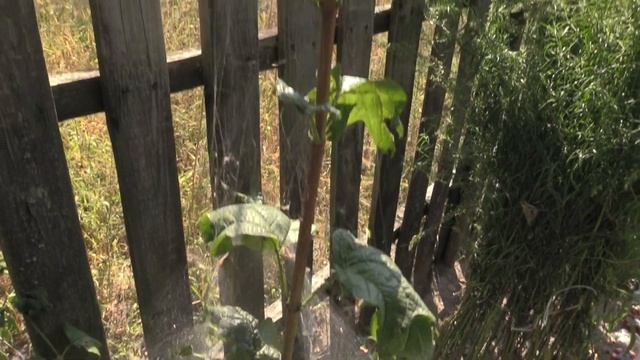 ПАУТИНА – ЛОВУШКА ДЛЯ НАСЕКОМЫХ (Spider) смотреть онлайн