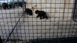 Медвежата в парке Тайган