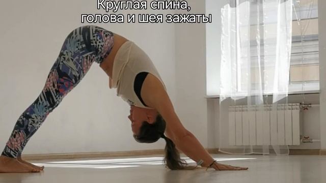 Собака мордой вниз