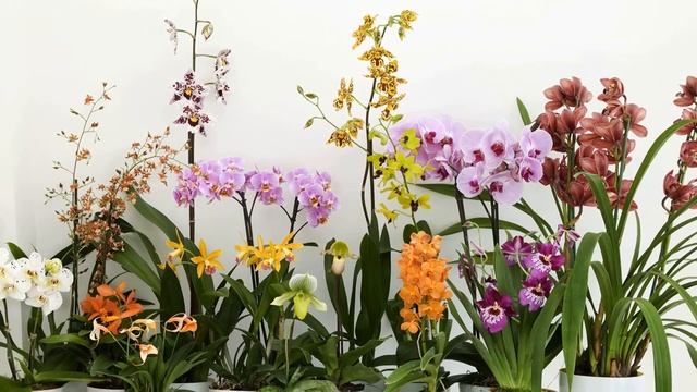 Чеснок для Орхидей – польза и полив чесночным раствором смотреть онлайн