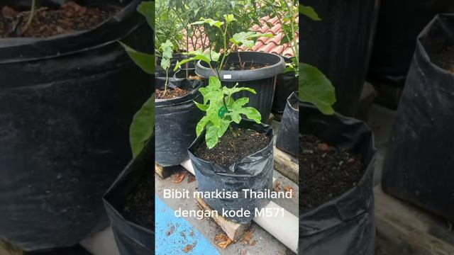 Calon Indukan Markisa Thailand M571 #Markisa #thailand #kebun #urbanfarmingindonesia