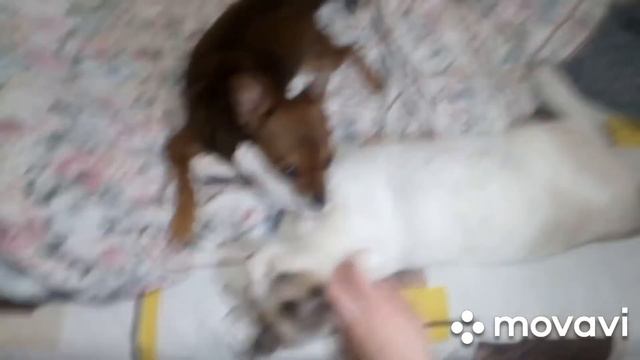 Наша смешная собака смотреть онлайн