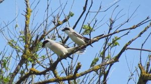 Сорокопуты черноголовые