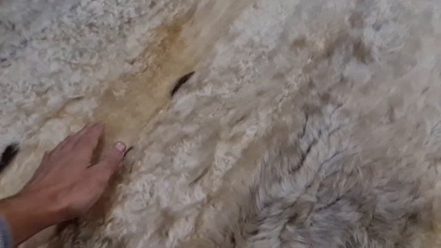 КОВЕР ИЗ ОВЧИНЫ ЗОЛОТИСТОГО ЦВЕТА С ВОРСОМ СРЕДНЕЙ ДЛИНЫ (КОД: 4685) смотреть онлайн