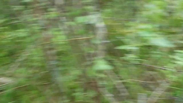 Пробую ловить леща на реке Жабня смотреть онлайн