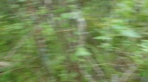 Пробую ловить леща на реке Жабня