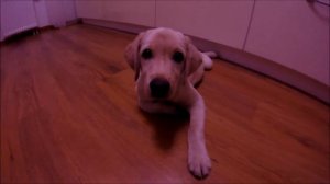 Минуты спокойствия / щенок лабрадор 3 месяца/ Labrador Jesse