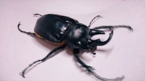 БЛОГ #8 - Домашние жуки Coleoptera (Megasoma acteon)