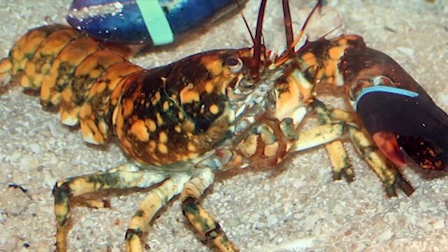 RARE LOBSTER COLORS смотреть онлайн