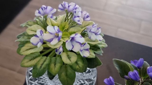 Фиалка химера Н-Аватар. смотреть онлайн