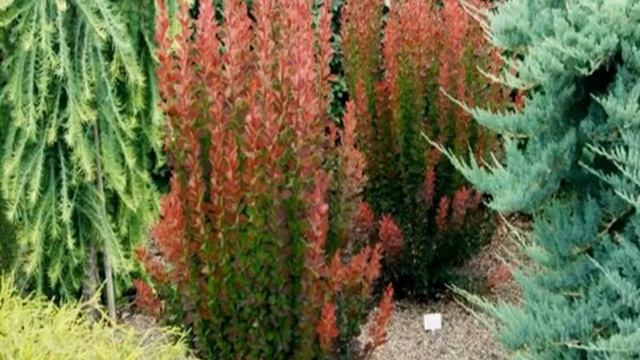 Барбарис Ред Пиллар — описание и выращивание смотреть онлайн