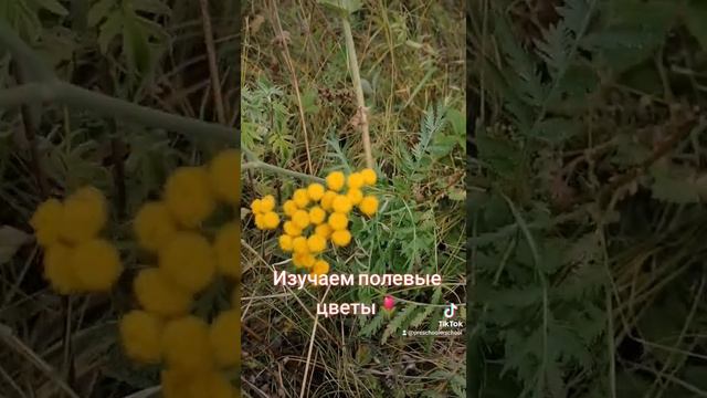 Развиваем речь детей: изучаем полевые цветы.