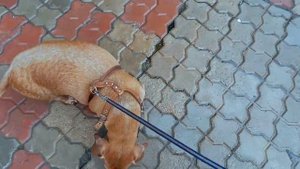 Такса гуляет по улицам