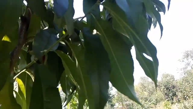 Персик Памяти Гришко смотреть онлайн