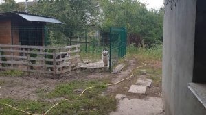 Брачный период у собак в питомнике.