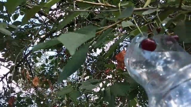 Как собрать вишню с высоких веток без лесенки. Бутылка для сбора вишни. смотреть онлайн