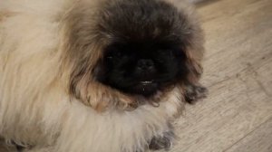 ПЕКИНЕС ДЕНДИК ВКУСНЯШКА СУШЕНОЕ ЛЕГКОЕ ДЕЛАЕМ ДОМА #сергейтелков #собака #pekingese #пекинес