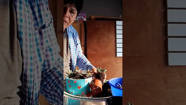 Cómo hacer un arreglo o terrario con suculentas. смотреть онлайн