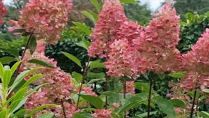 Опыт построения исповеди. Заповедь 5 п.3. Архимандрит Иоанн (Крестьянкин).