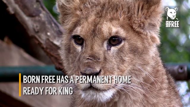 Long Live The King Appeal смотреть онлайн