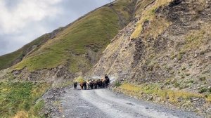 Перевал Абано и деревня Омало. Велопутешествие по Грузии. Часть 3