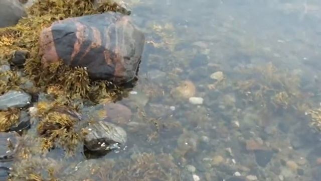 Белое море. Соловки. Карелия. 25.08.2012 смотреть онлайн