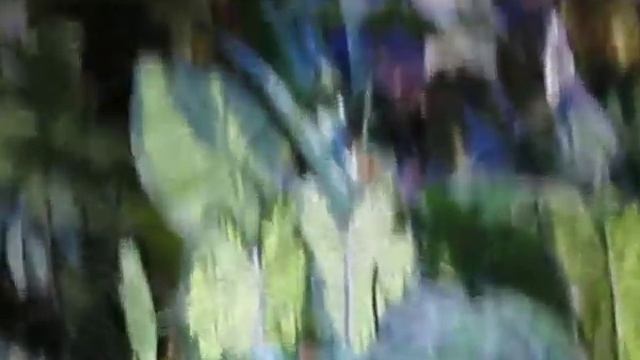 Дубай большой аквариум подводный зоопарк пираньи видео смотреть онлайн