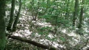 Грибы лисички - обзор, где и как собирать, свойства, приготовление