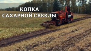 Из чего делают сахар.