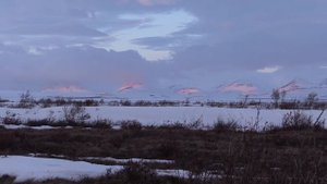 Чукотка! Весна! Гуси!