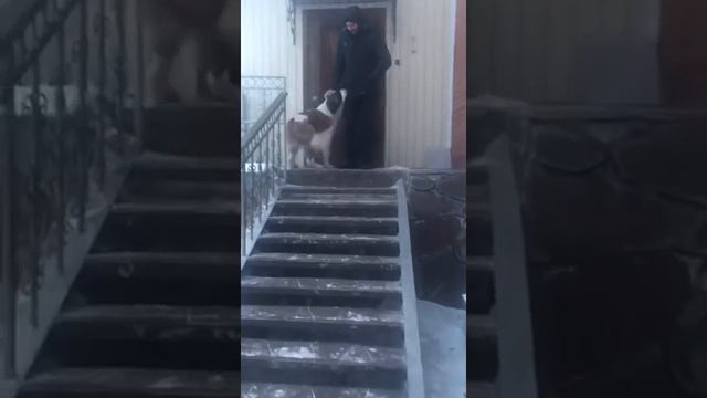 Енисейское Созвездие Голдэн,6 мес. смотреть онлайн