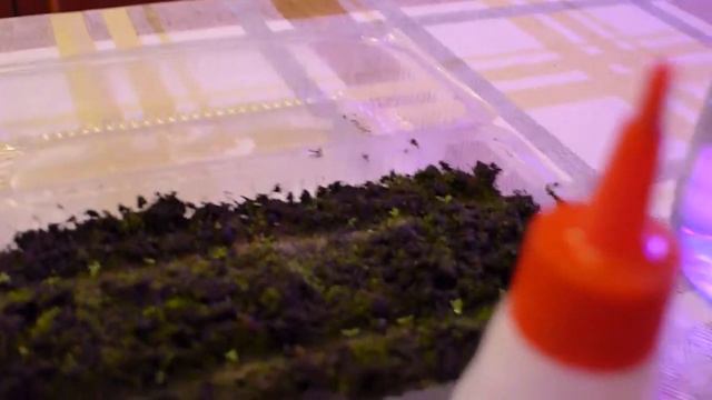 Первая подкормка эустомы. Эустома дружно взошла. Чем подкормить?