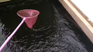 Хранение живца зимой..