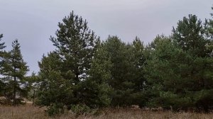 27 декабря праздник Филимонов день. Что можно и нельзя делать. Народные приметы и традиции.