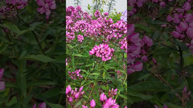 Флокс Бутоник смотреть онлайн