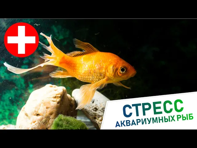 Стресс у аквариумных рыб