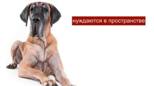 Немецкий дог - породы собак.