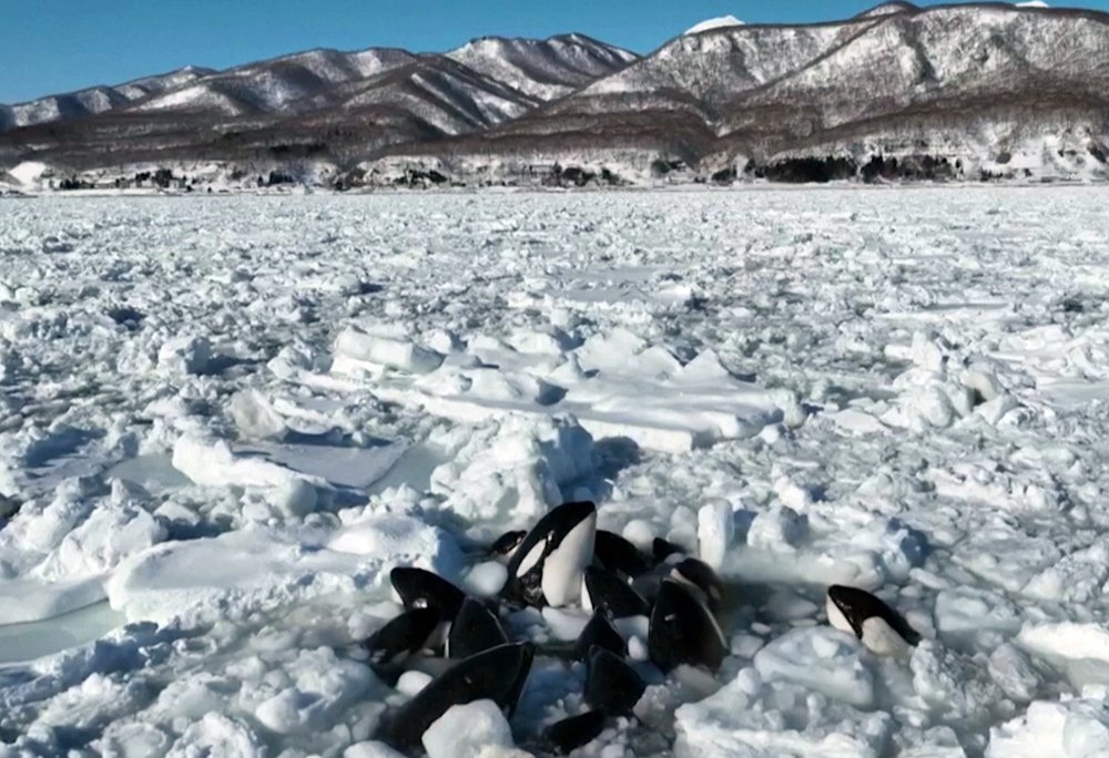 Стая краснокнижных косаток оказалась в ледяной ловушке в Тихом океане / События на ТВЦ