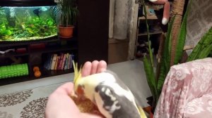 Как приручить Попугая к рукам?  наш опыт с домашней птичкой #попугай #домашниеживотные #карела