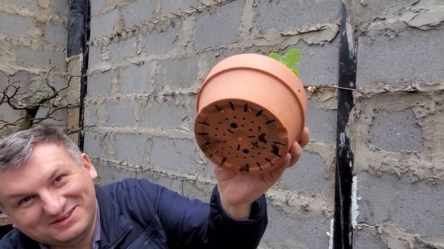 Бонсай из семян:   обрезка стержневого корня у дуба