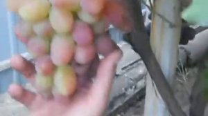 Сорт винограда Нина и Юбилей Новочеркасска.