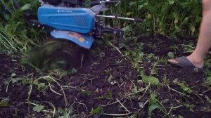 Фрезеруем и сеем горчицу на седерат мотоблоком кентавр МБ40-3